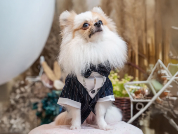 Dark Blue Striped Tailcoat Tuxedo