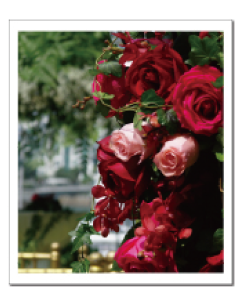 The Red Petals Florist